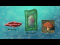 Overview Of Cell Boundaries