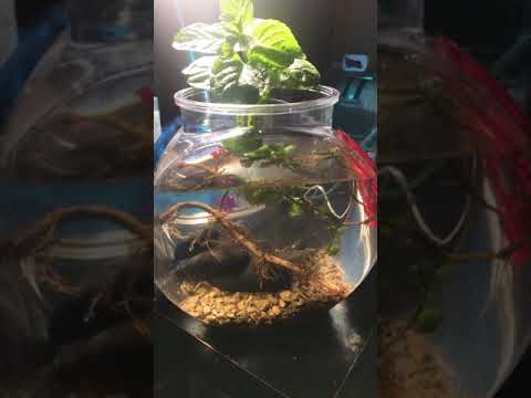 Betta fish tank setup (saving fish from petsmart)