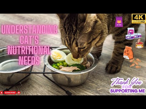 Understanding Your Cat's Nutritional Needs - Vet Explain