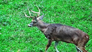 Whitetail Buck Hunting The Rut 2018 Pa Bowhunting Archery Deer Season - John's Rut Report