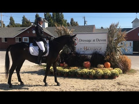 Olympus *** Dressage At Devon