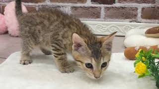 マンチカンの動画01