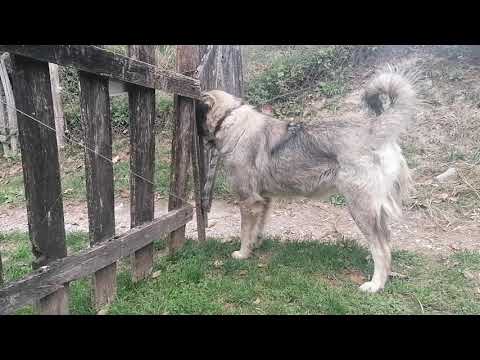 The best breed in the world. Sarplaninac is a Serbian dog.