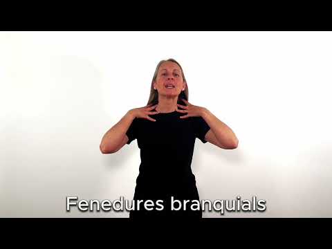 Fenedures branquials - LSC