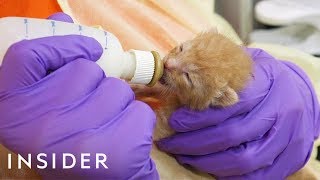 How Animal Society Saves At-Risk Newborn Kittens