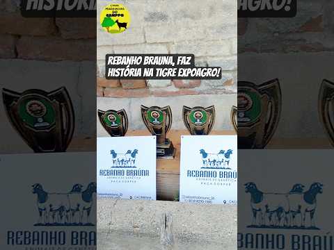 Coleção de Troféus do Rebanho Braúna! 🔥🐐