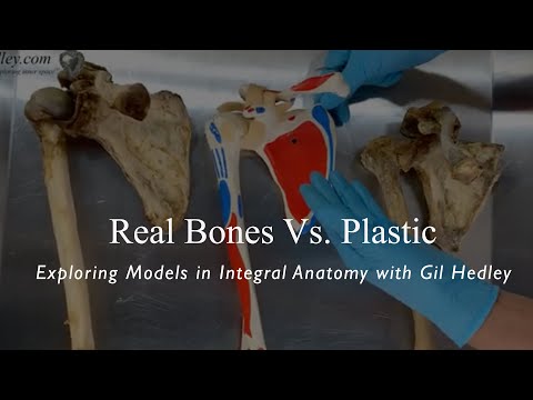 Real Bones Vs. Plastic: Exploring Models in Integral Anatomy