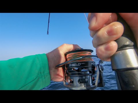 Defeated by Giant Cobia - DESTROYED