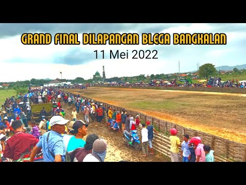 LIVE ❗ FINAL COW RACE IN BLEGA BANGKALN