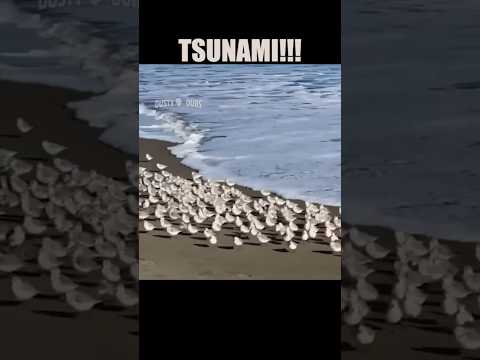 Mashup 75 🎥: our_planetdaily (IG) / uk/ amydoessomestuff (TT) / uk/ chinchilla.august (IG) #shorts