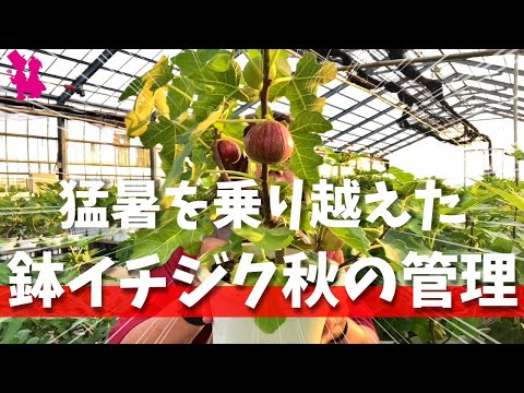 プライバシーを守るのに最適な鉢植え 5 選 トピックス