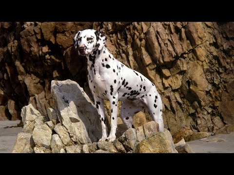 Hunting dogs Wallpapers Video