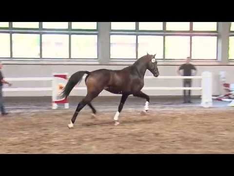 54. Junghengst v. Numero Uno / Cassini II