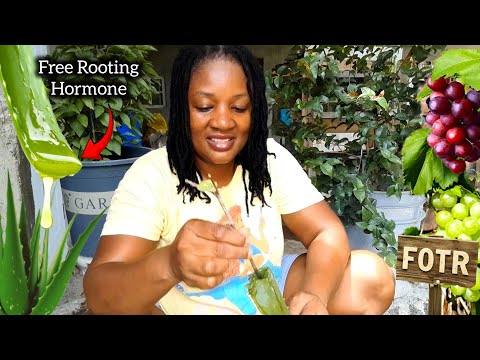 Aloe Vera: Free Grapevine Rooting Hormone DIY