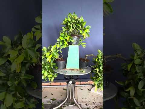 Bộ 3 mai xoắn già mùa:0328888307