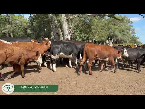 POITOM _ 60 TERNEROS de 260 kg PROMEDIO en TIMOTE, CARLOS TEJEDOR, BUENOS AIRES (03-01-2025)