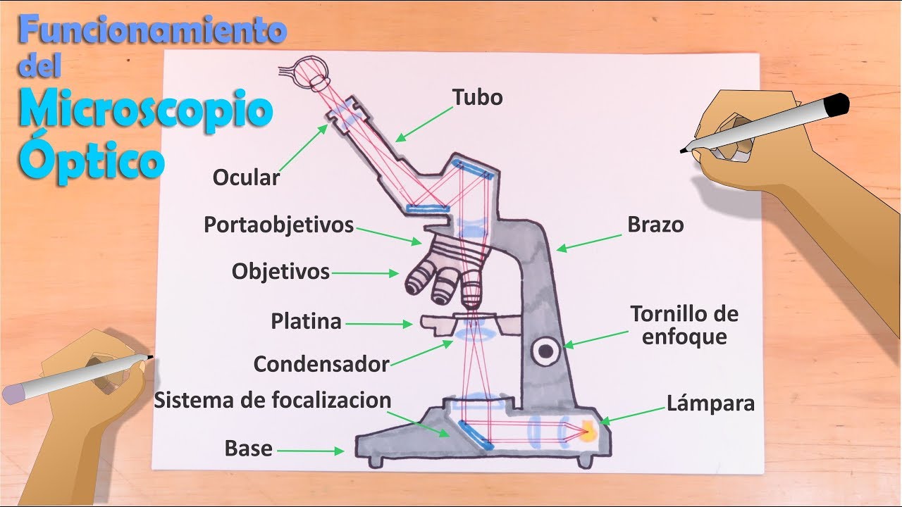 Cómo dibujar el Microscopio Óptico, sus partes, y funcionamiento