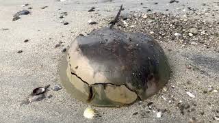 Sherwood Island: horseshoe crab arenato sulla sabbia ... speriamo sia ancora vivo IMG E9337