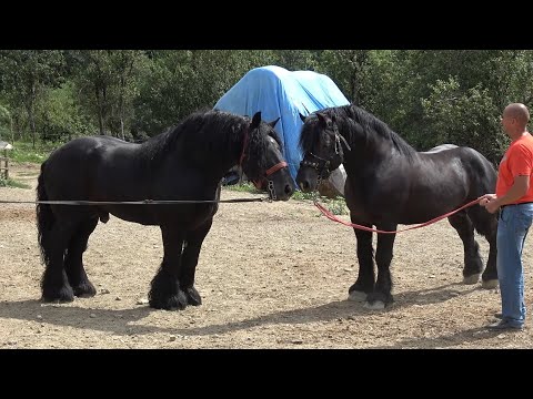 Caii lui Bexa de la Ciuruleasa, Alba - 2023 Nou!!!