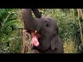 GEORGE OF THE JUNGLE Shep Intro 1997