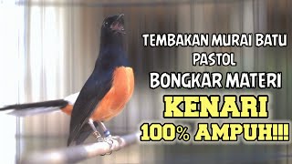 Download lagu PANCINGAN MURAI BATU PASTOL ISIAN KENARI 100% COCOK MEMANCING EMOSI AGAR LANGSUNG GACOR mp3