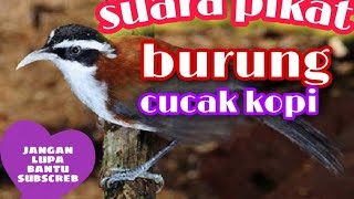Download lagu SUARA🔴 pikat burung cucak kopi mp3 Download lagu SUARA🔴 pikat burung cucak kopi mp3