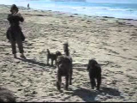 Maureen & dogs at beach