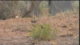 Poison to be used to reduce prairie dogs In Clovis