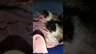 Burung Lucu ANAK BURUNG JINAK Kutilang