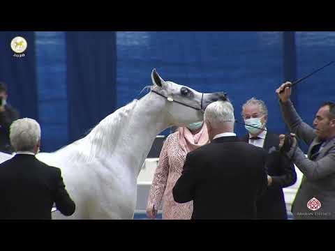 N 28 SHEHANA AL SHAQAB   Straight Egyptian World Championship 2020   Mares 4+ Years Old Class 3A