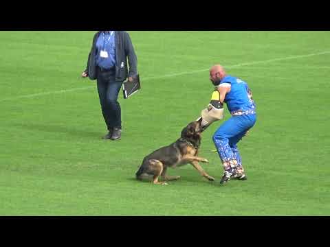 2019 WUSV IGP WM in Modena 94 IRL‐1 CLARE WEIR  OBI WAN KENOBI VOM WOLFSBLICK M C84