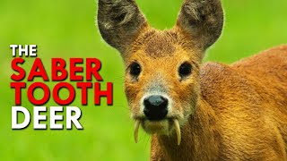 Water Deer: The Saber Tooth Deer