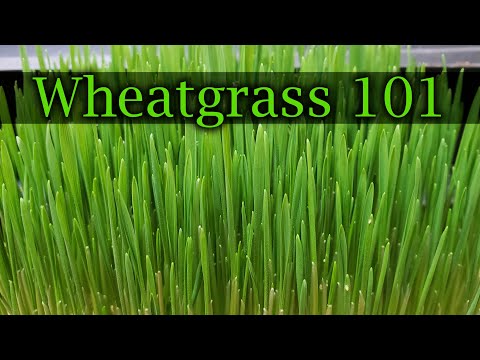 Growing Indoor Ginger Sprouted From Store Bought 2020