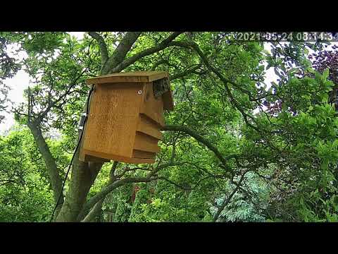 Eastern Screech Owl and Hummingbird Have a Heated Conversation