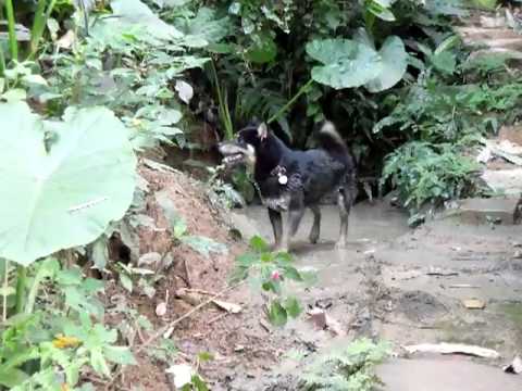 純天然泥浴  -  養顏美容兼漂白(原發表者:菲菲)(影片)