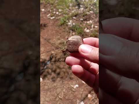 Senderismo Costa Rica Mirador Ph Reventazón Florida Siquirres Limón Costa Rica ALCHILIMAN