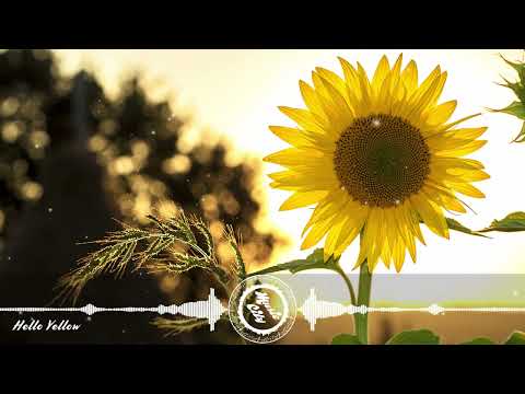 LUPUS NOCTE, ZORRO - Hello Yellow