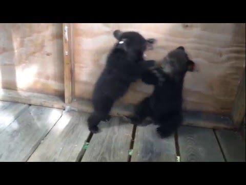 Ready, Set, Wrestle!