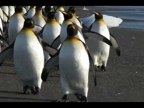 King Penguin , Pinguino Rey