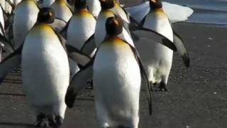 King Penguin , Pinguino Rey