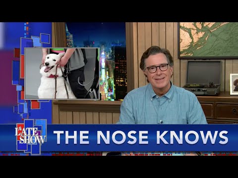 A Dog's Nose May Be The World's Most Accurate Covid-19 Test ...