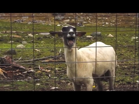 Goat Sound Effect (FREE).wav