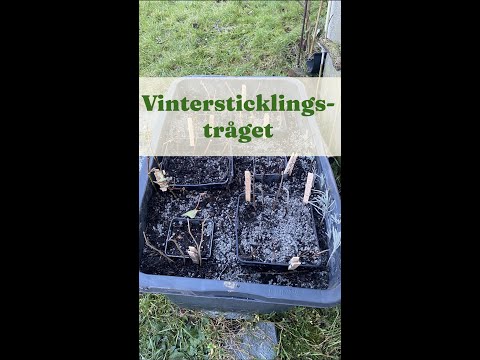 Vintersticklingar i tråg - Trädgårdshacks med GardenR