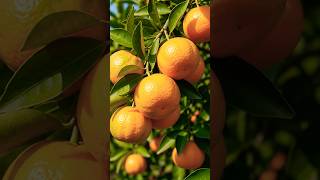 ONE Tangerine Seed Goes From Green to ORANGE! 🍊🌱