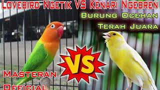 Download lagu Masteran Lovebird Ngetik VS Kenari Ngebren Untuk Burung Ocehan Terah Juara mp3