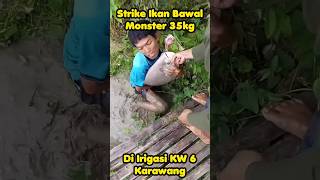 Download lagu Ikan Bawal Monster 35kg di Irigasi KW Karawang #ikan #ikanbawal #bawalmonster #mancing mp3 Download lagu Ikan Bawal Monster 35kg di Irigasi KW Karawang #ikan #ikanbawal #bawalmonster #mancing mp3