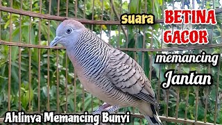 Download lagu BETINA GACOR‼️Suara Perkutut Betina Memanggil Jantan || The female turtle dove calls the male mp3 Download lagu BETINA GACOR‼️Suara Perkutut Betina Memanggil Jantan || The female turtle dove calls the male mp3