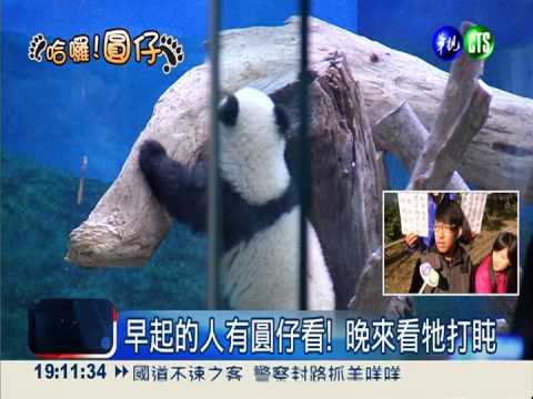 週末好天氣! 近2萬人排隊看圓仔