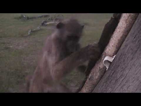 Djuma: Baboons waking up after some sleeping in cam tree - 05:02 - 01/23/19