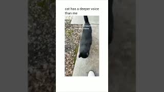 memes i found on the internet pt.36 #funnyvideo #comment